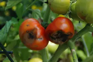 Blossom End Rot