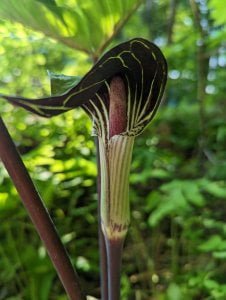 Jack in the Pulpit
