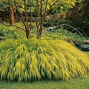 Japanese Forest Grass