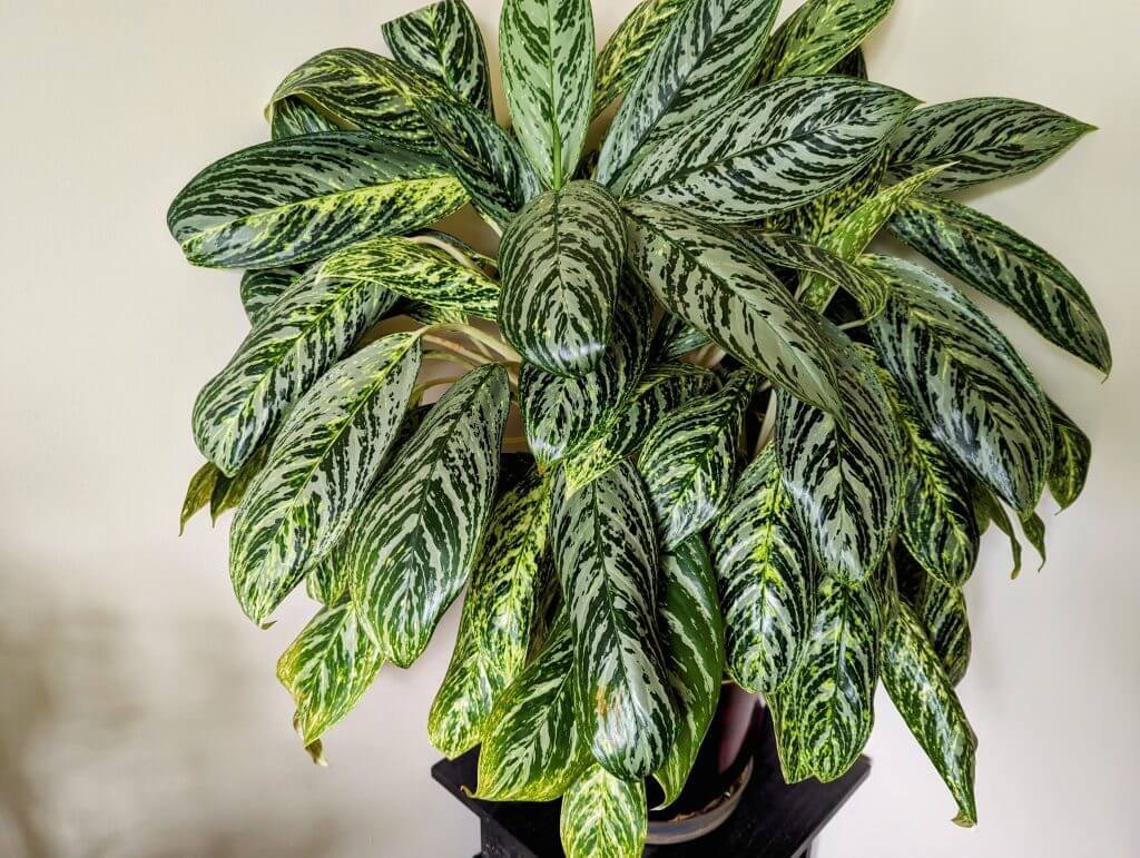 Chinese Evergreen