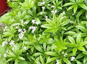 Sweet Woodruff