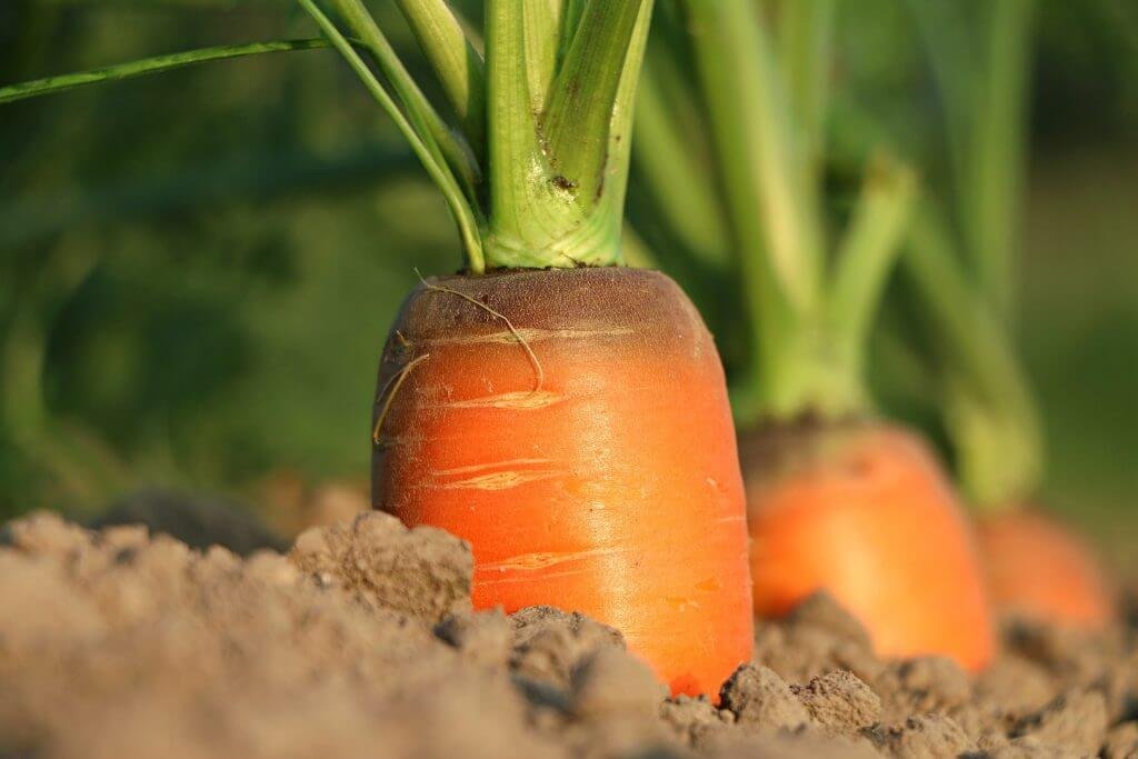 Growing Carrots