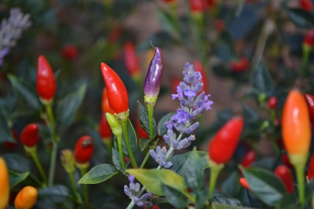 Companion Planting - Peppers & Lavender