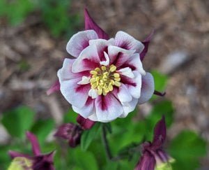 Columbine Flower