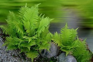 Ferns