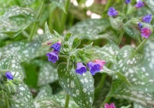 Lungwort