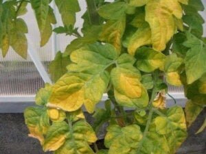 Yellowing Leaves on Tomatoes