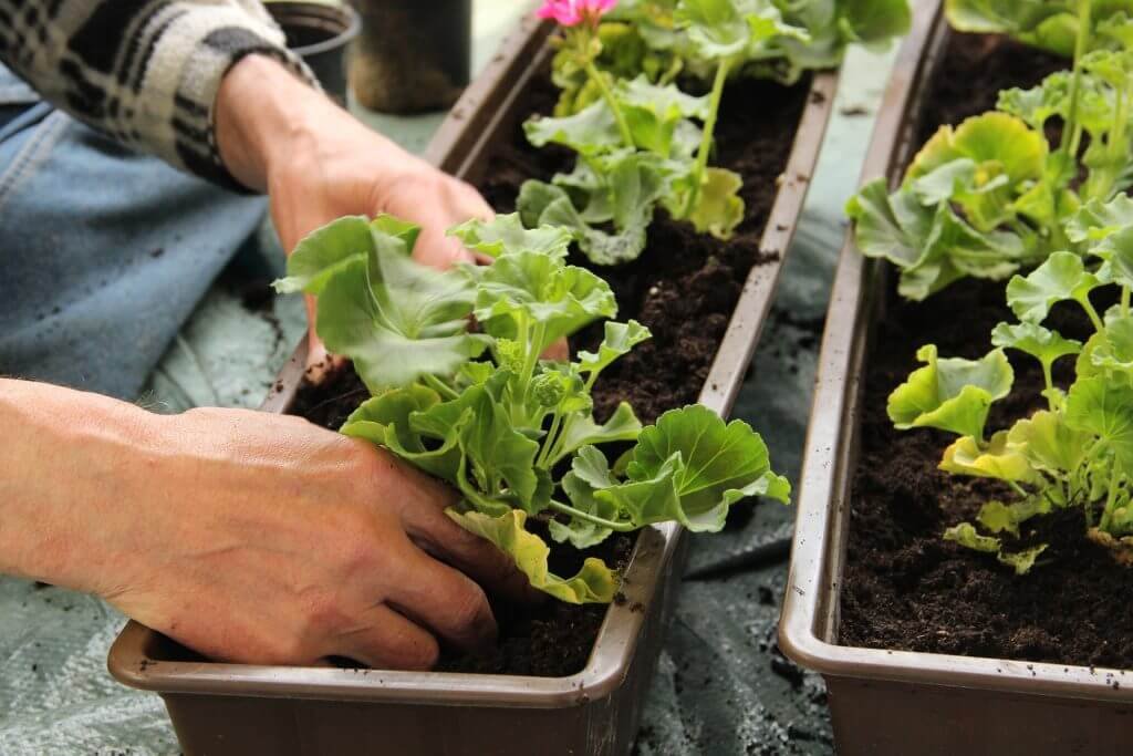 Grow Bags and Small Space Gardening