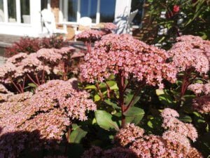 Autumn Joy Sedum