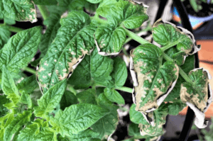 Sunburnt Tomato Plant