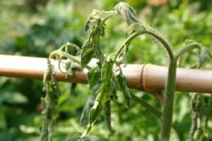 Wilted Tomato Plant