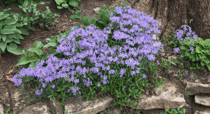 Woodland Phlox