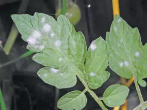 Powdery Mildew