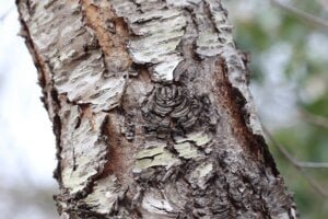Wild Cherry Bark