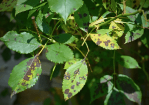 Leaf Spot