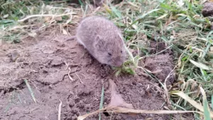 vole