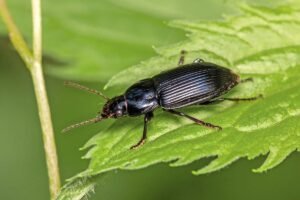 Ground Beetle