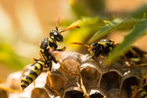 Paper Wasps are beneficial for your garden
