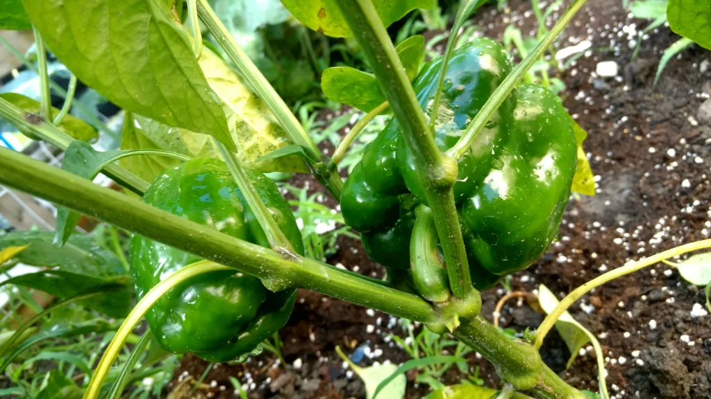 Green Peppers Growing