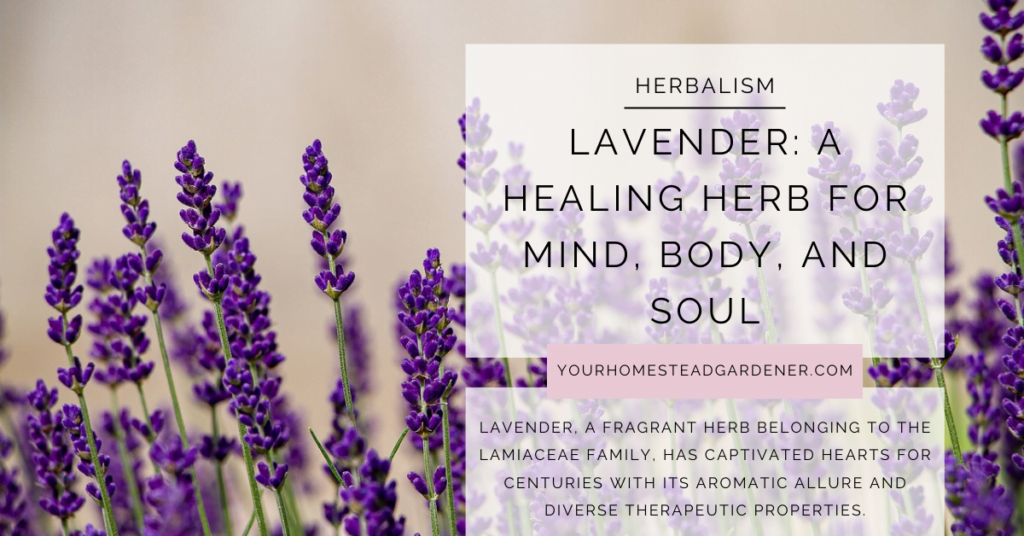 Lavender Herb
