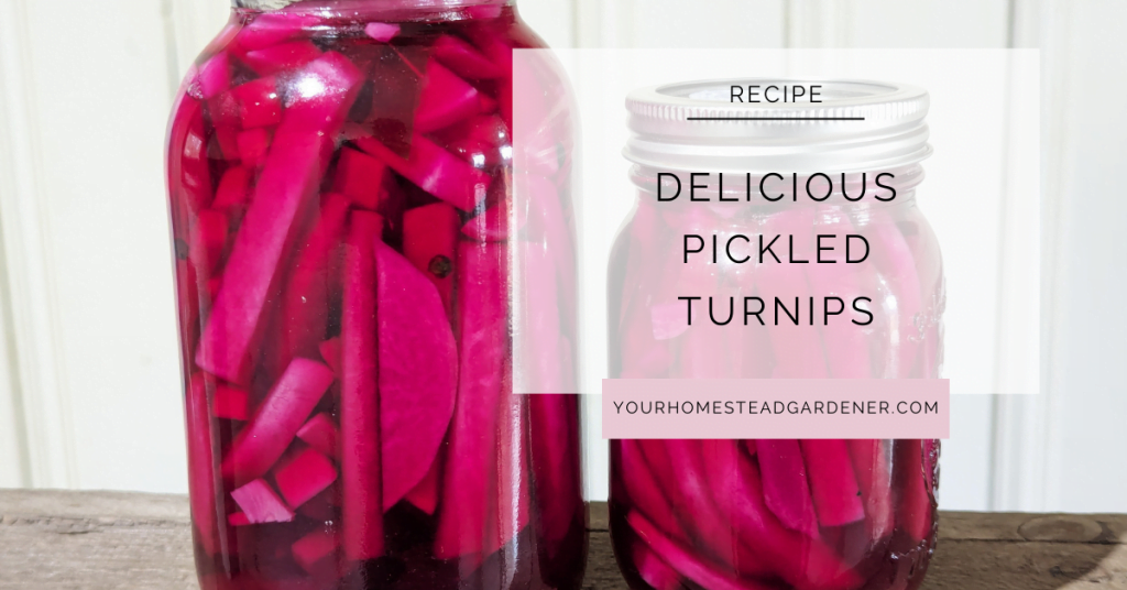 Pickled Turnips