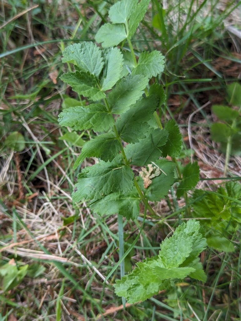 Young Poison Parsnip