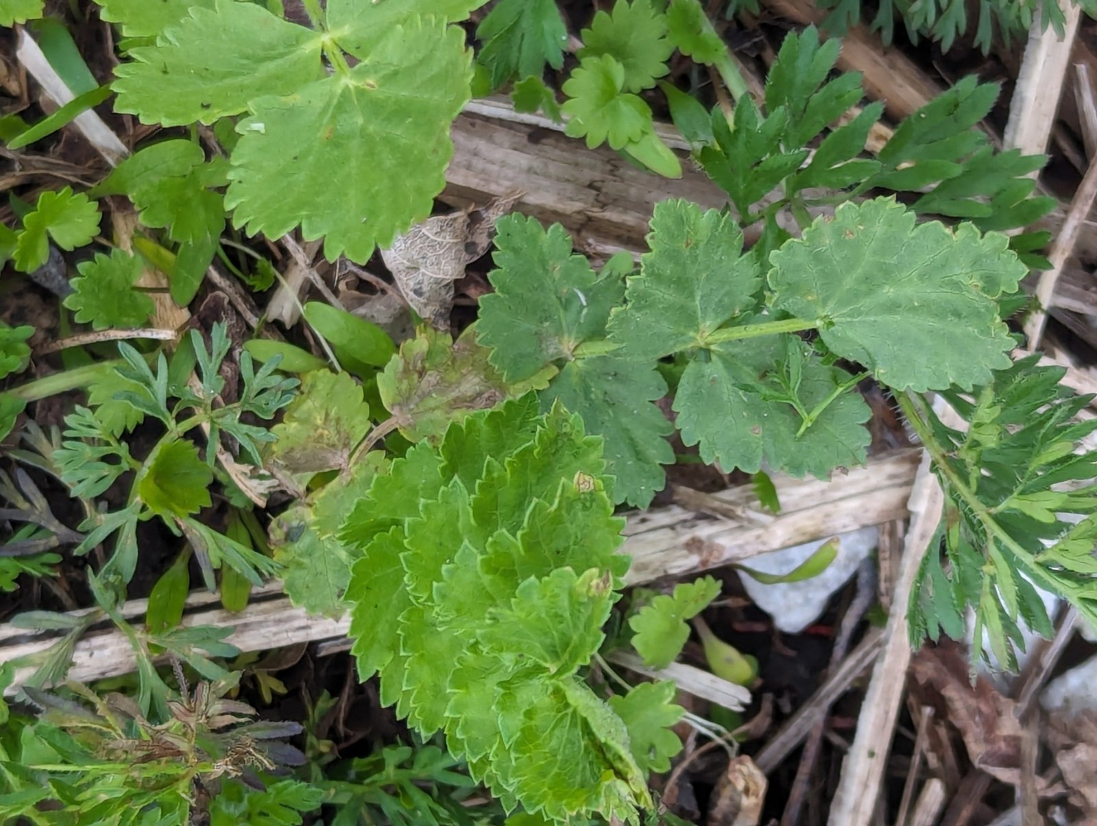 Juvenile Poison Parsnip