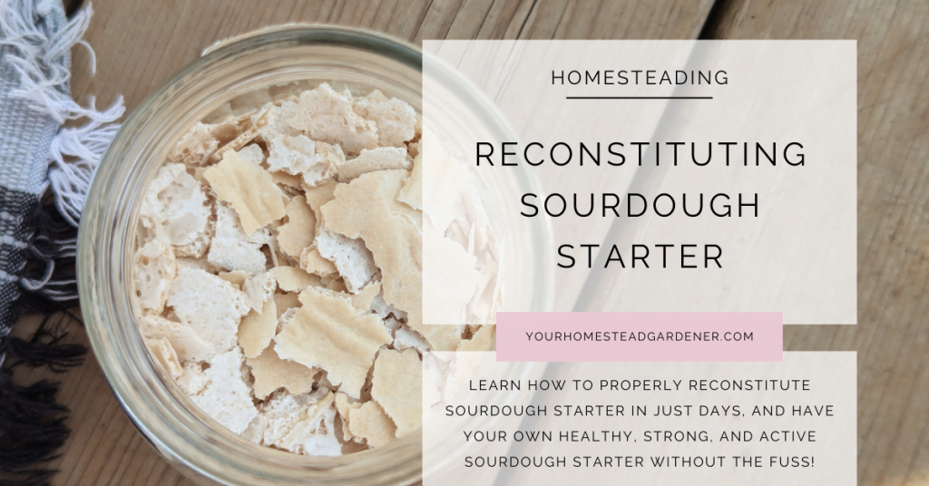 How To Reconstitute Sourdough Starter