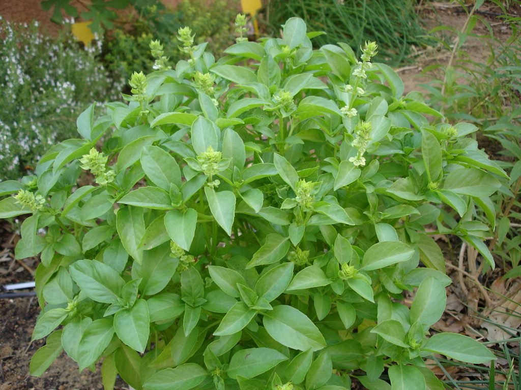 Tulsi Holy Basil - Herbal