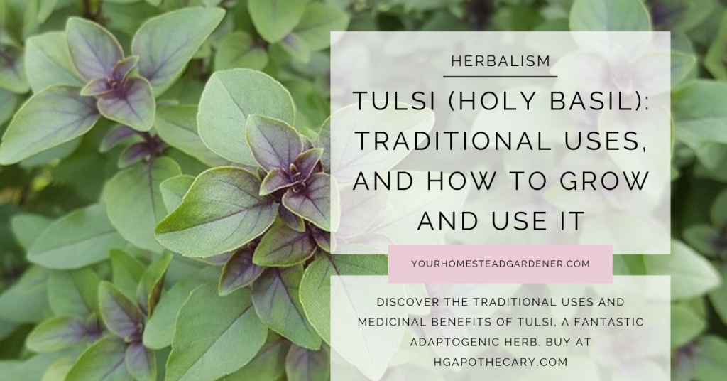 Tulsi Holy Basil
