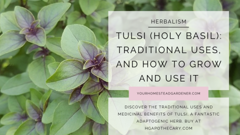 Tulsi Holy Basil