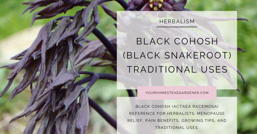 Black Cohosh Uses