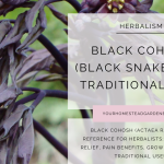 Black Cohosh Uses