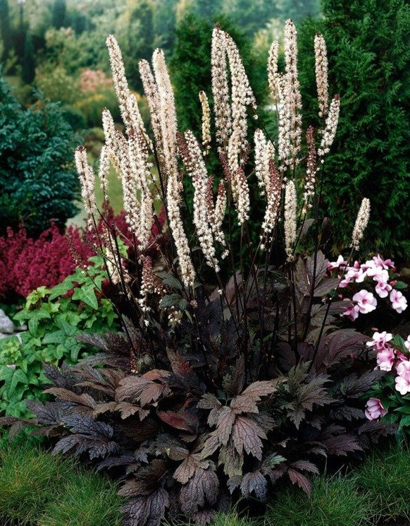 Black Cohosh