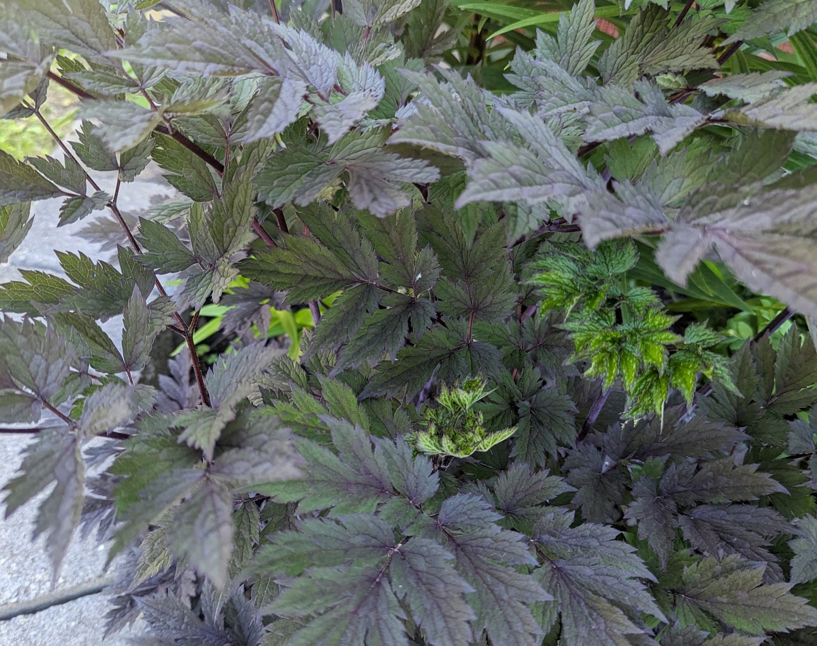 Black Cohosh Leaves