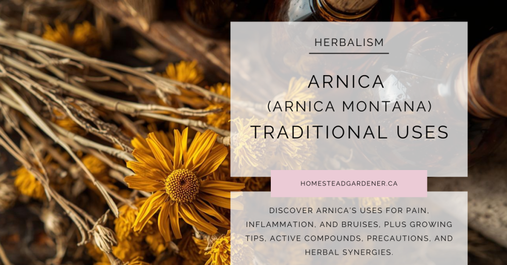 Arnica Flower Traditional Uses