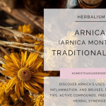 Arnica Flower Traditional Uses