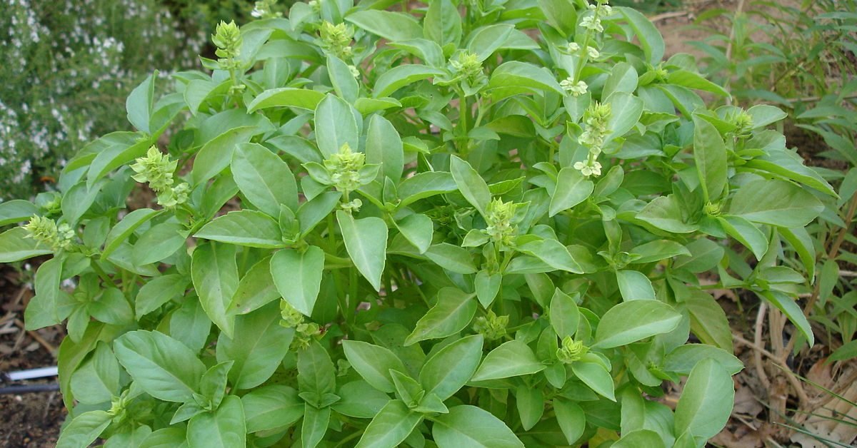 Tulsi Holy Basil - Herbal