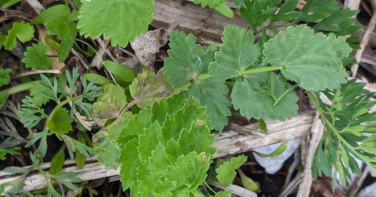 Juvenile Poison Parsnip