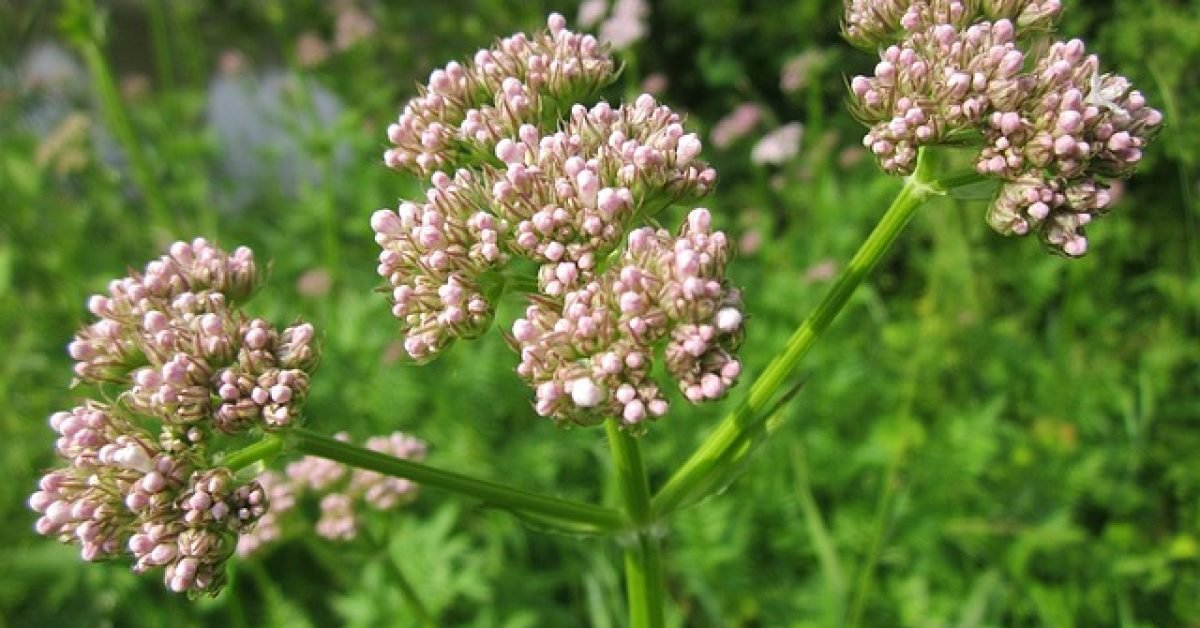 Valerian